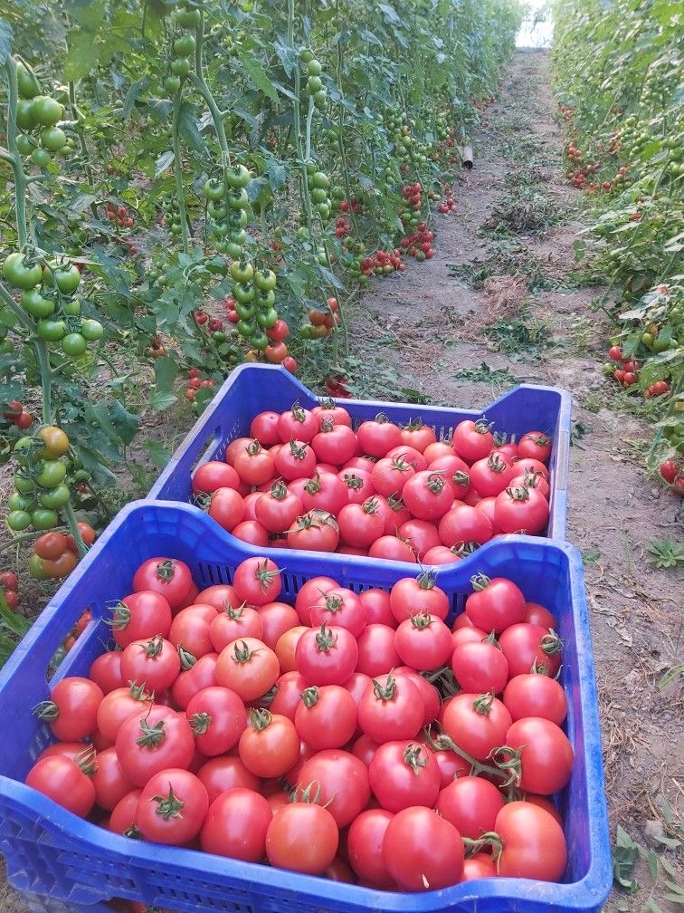 Tomatoes grow on the vine at Heirloom Farms, located in Maneadero, Baja California, Mexico
