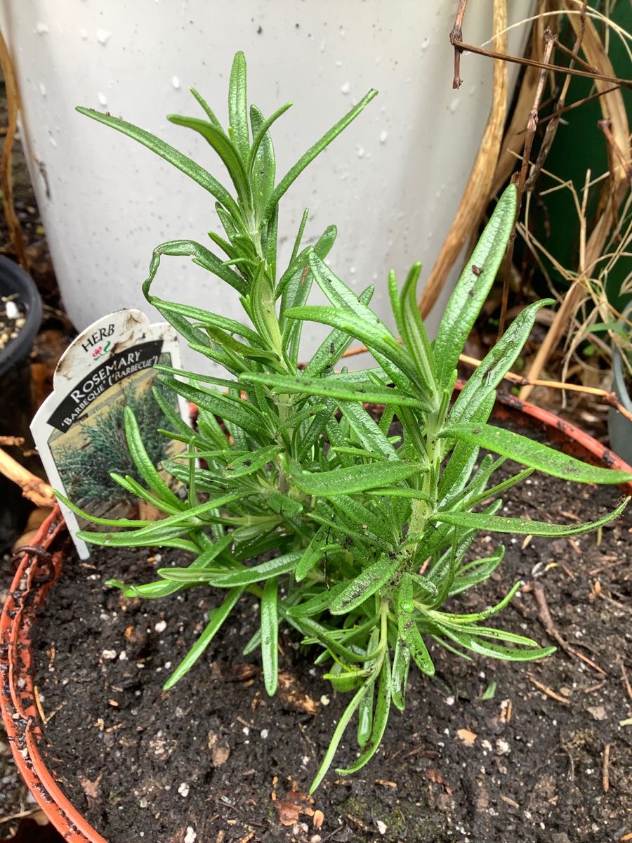 12 Ways Rosemary Is Good for You